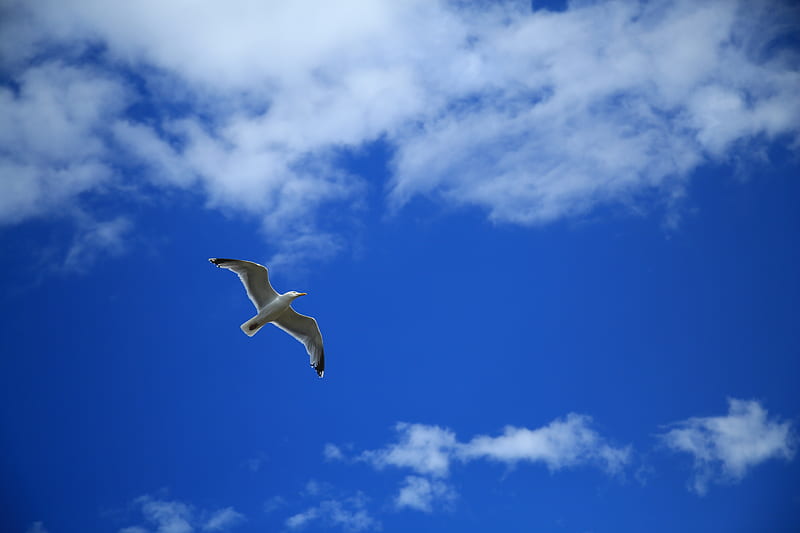seagull, bird, sky, flight, clouds, HD wallpaper
