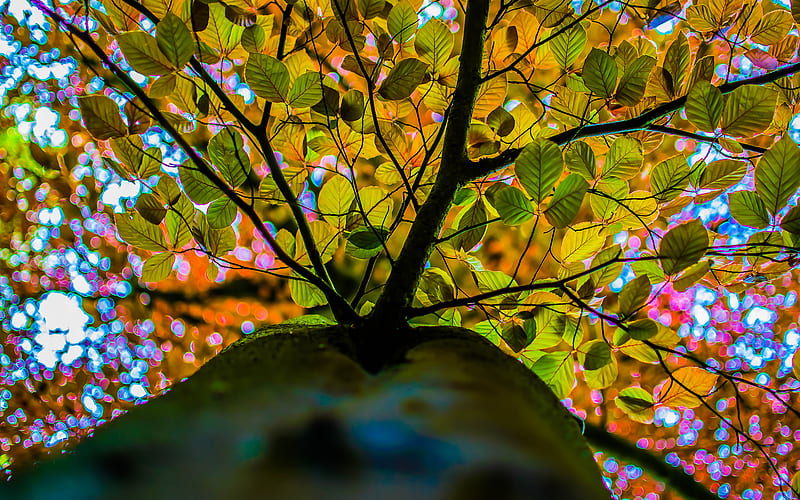Autumn Branches, autumn, nature, trees, HD wallpaper