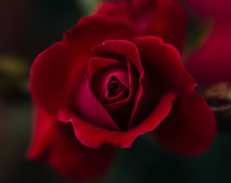 Red Rose Macro Ultra, Aero, Macro, Spring, Color, Flowers, graphy, Petals, flora, 56 mm f/1.6, Lensbaby Velvet, Nikon D800, HD wallpaper