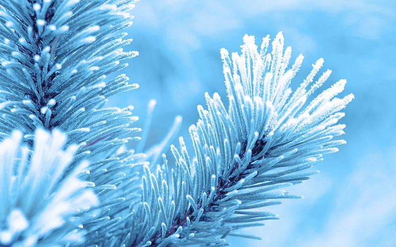 Fir branches, nature, fir, branches, winter, HD wallpaper | Peakpx