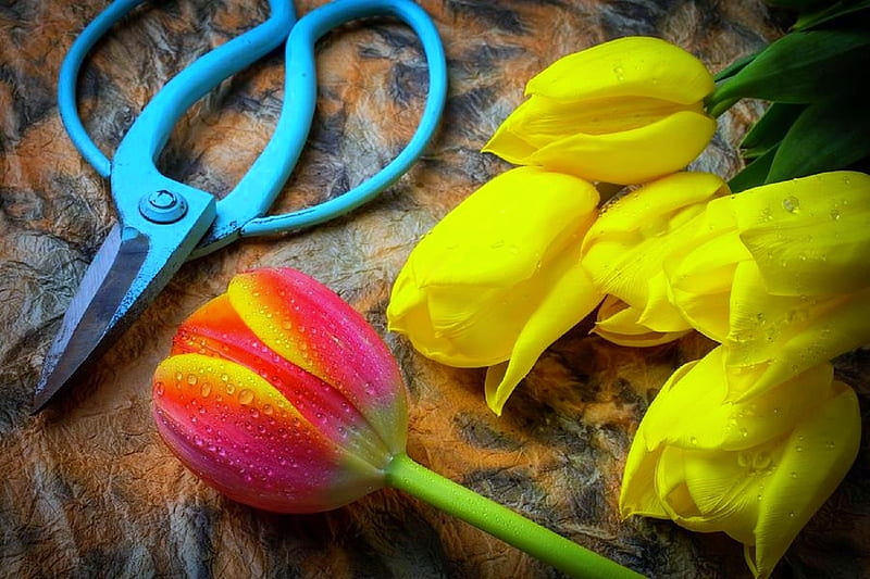 ✿⊱•╮Tulips from Garden╭•⊰✿, lovely still life, graphy, flowers, scissors, love four seasons, garden, nature, tulips, HD wallpaper