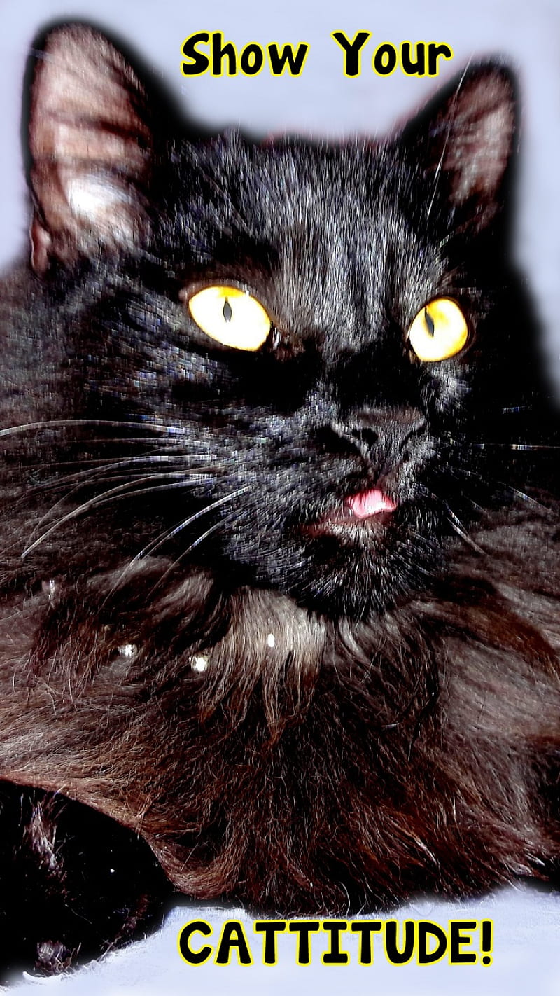 Cat Show Cattitude, attitude, be you, black cat, face, fun, funny, humor,  kitty, HD phone wallpaper | Peakpx