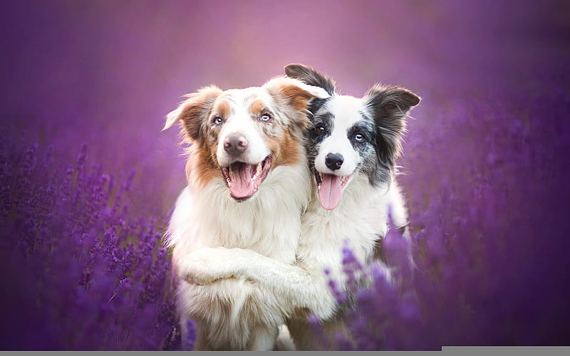 Friends, australian shepherd, caine, animal, cute, hug, purple, funny, white, pink, couple, dog, HD wallpaper