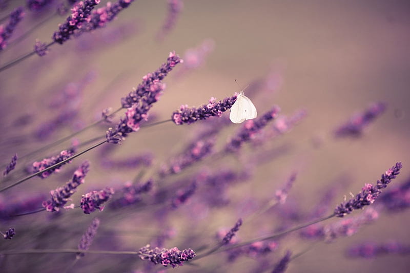 Lavender, butterfly, purple, flower, summer, nature, soft, fragrance, HD wallpaper
