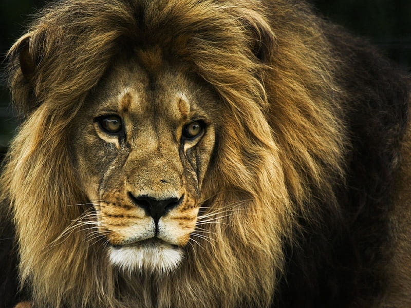 old-lion, big cat, head, old, lion, wild cat, animal, HD wallpaper