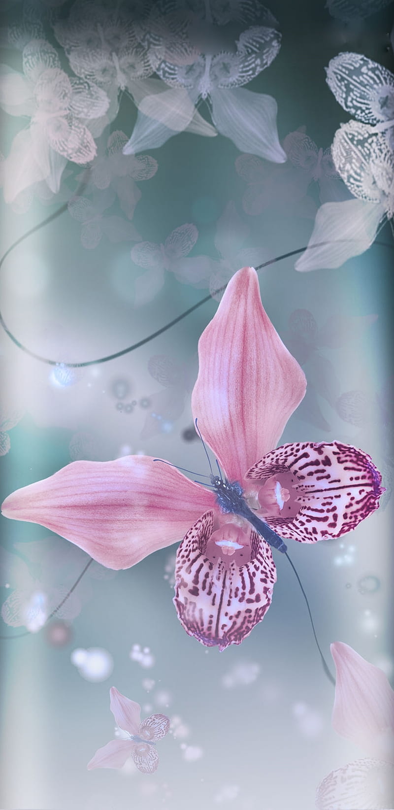 Huerto de mariposas, mariposas, flor, femenino, orquídeas, rosa, bonito,  Fondo de pantalla de teléfono HD | Peakpx