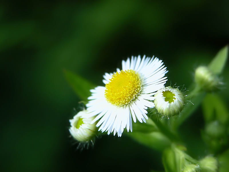 white flower close up-Flowers graphy, HD wallpaper