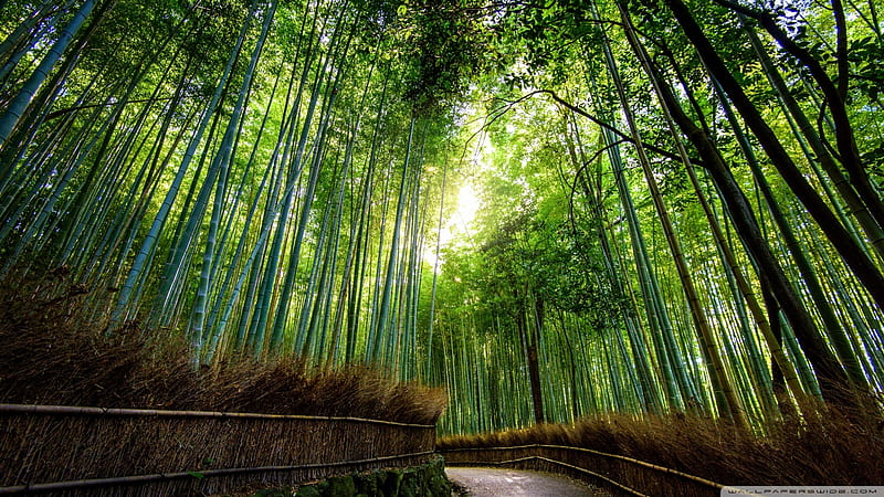 Bamboo Forest, Kyoto, japan, nature, forests, japan, Kyoto, HD wallpaper