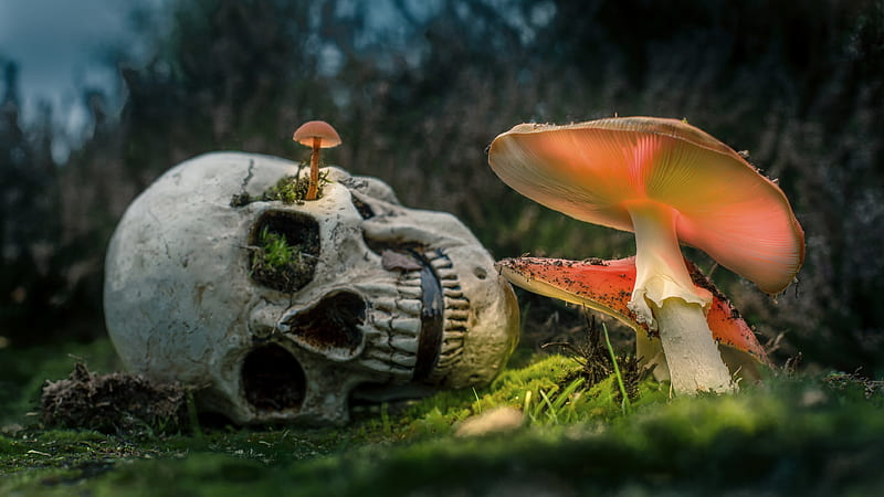 :), bones, orange, amanita, death, life, mushroom, skull, HD wallpaper