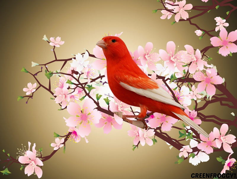 CANARY, BIRD, BLOSSOMS, RED, HD wallpaper