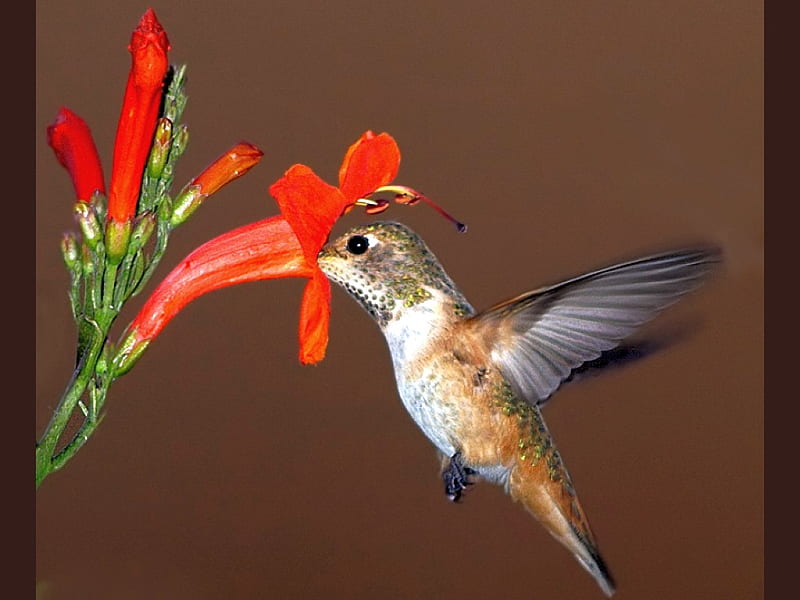 Pájaro en flor, rojo, pájaro, caza, flor, bonito, Fondo de pantalla HD |  Peakpx