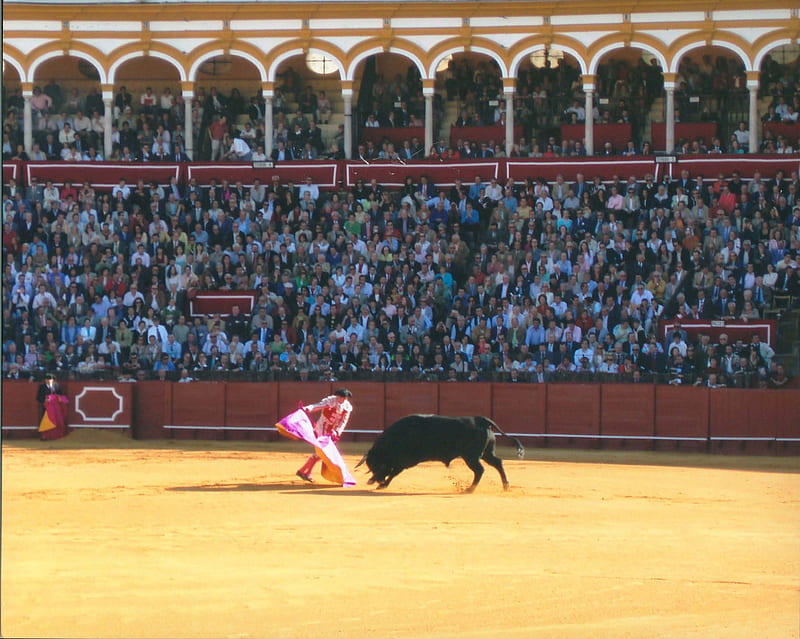 Bullfighter, fun, entertainment, people, HD wallpaper