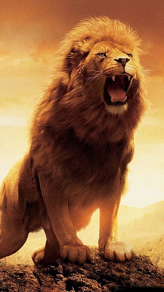 10 Best Roaring lion drawing ideas  lion images lion pictures lion  wallpaper