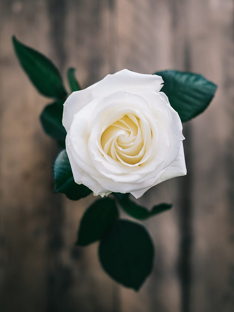 white rose enclosed graph, HD phone wallpaper