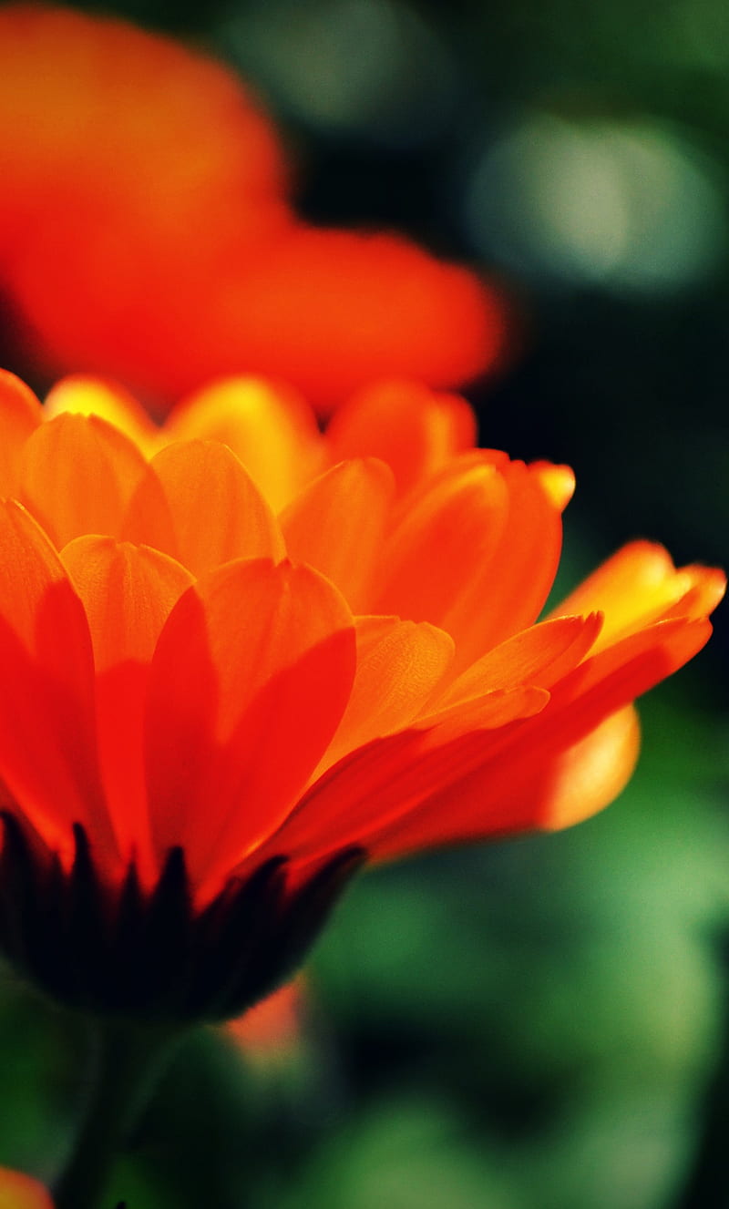 Calendula Officinalis Image & Photo (Free Trial) | Bigstock