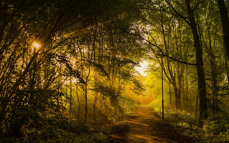 forest, path, evening, path in woods, HD wallpaper