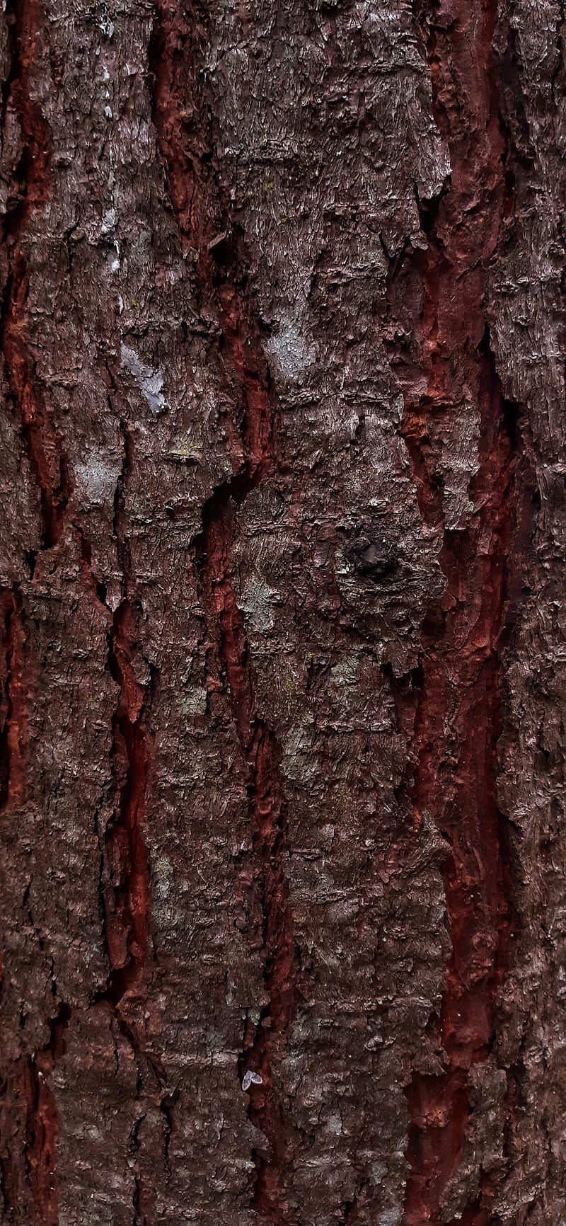 Pino, cafe, forest, madera, nahuelpi, nature, nature, tronco, trunk, wood, HD phone wallpaper