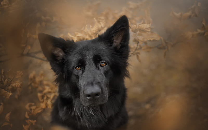 black german shepherd, black dog, cute animals, pets, dogs, HD wallpaper