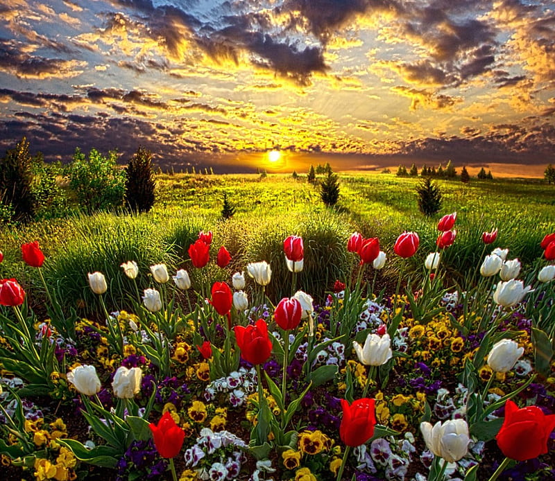 Puesta de sol de primavera, color, naturaleza, tulipanes, Fondo de pantalla  HD | Peakpx