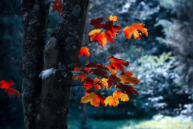 Tree With Maple Leaves, HD wallpaper