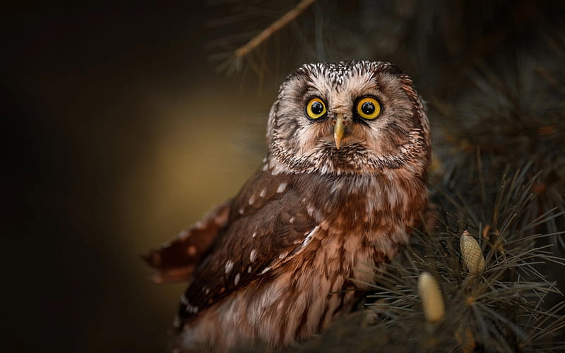 owl, wildlife, beautiful birds, forest birds, big eyes, HD wallpaper