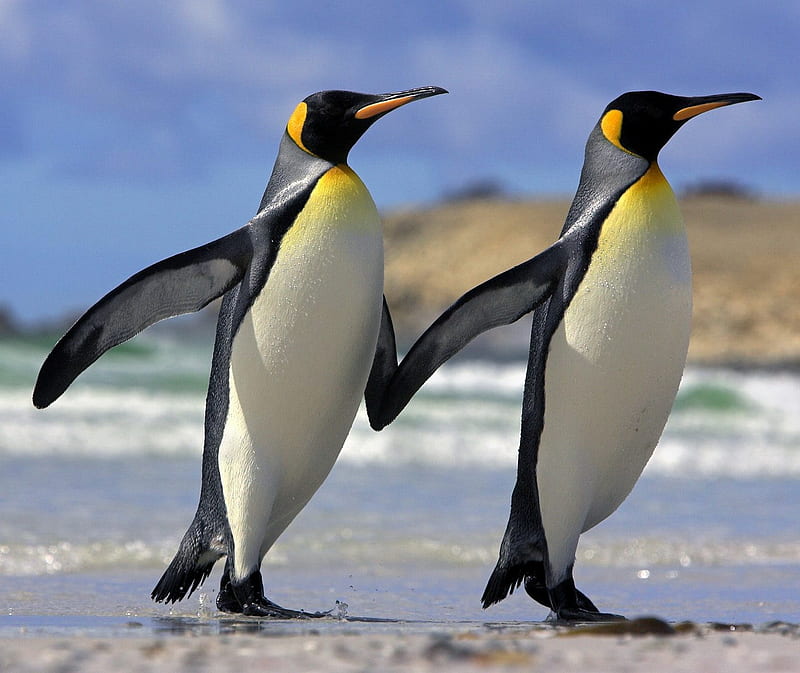 King Penguins, falkland islands, nature, HD wallpaper