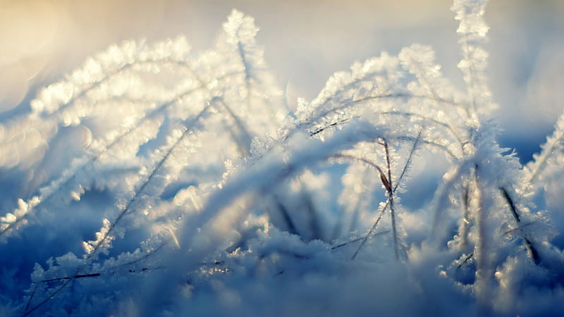 Frozen grass, nature, grass, winter, frost, HD wallpaper | Peakpx