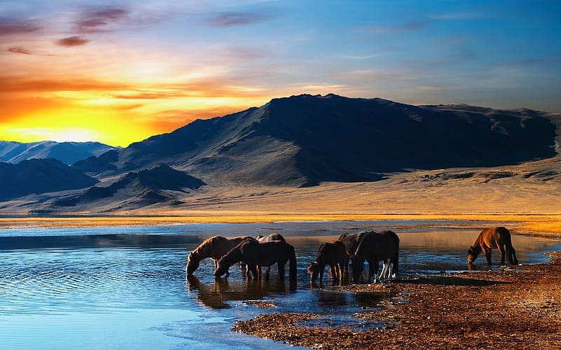 Landscape, Fantasy, Earth, Animal, Herd, Horse, Wilderness, Mongolian, HD wallpaper