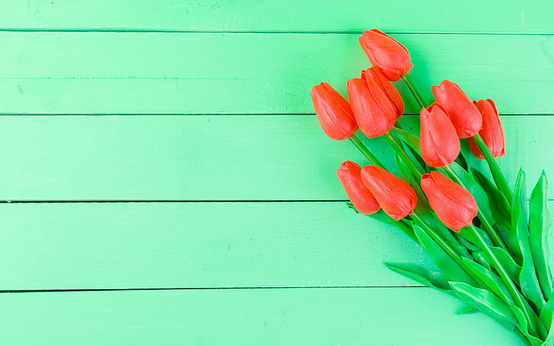 red tulips, green wooden background, bouquet of tulips, spring flowers, green wooden boards, HD wallpaper