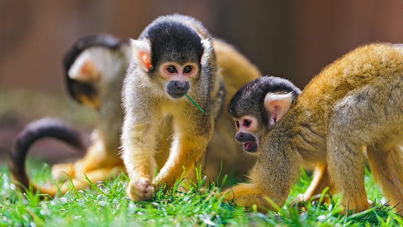 Squirrel Monkeys In The Grass, HD wallpaper