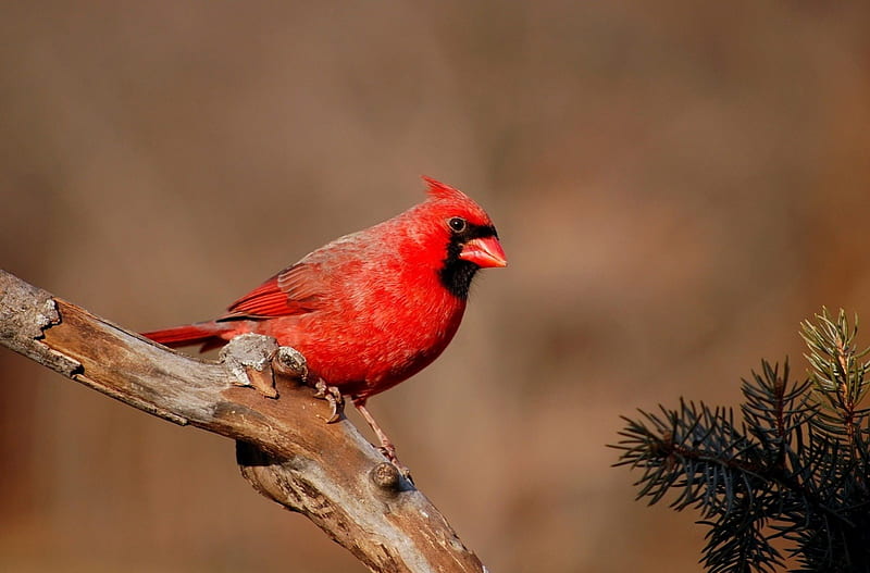 Gorgeous Male Cardinal, red, cardinals, males, birds, animals, HD wallpaper