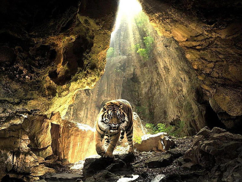 On The Prowl, tigers, nature, cats, animals, cave, other, HD wallpaper