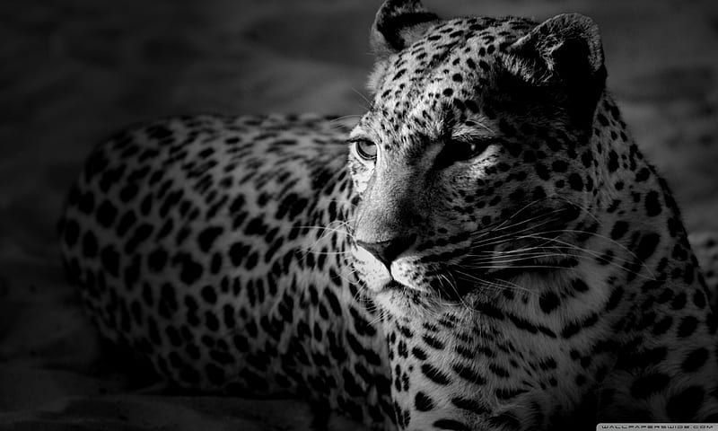 Black and white jaguar, wildlife, jaguar, feline, animal, HD wallpaper