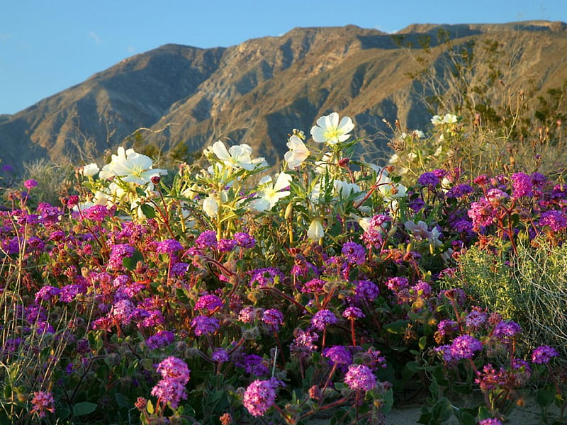 Flores del desierto de primavera, desierto, primavera, flores silvestres,  montañas, Fondo de pantalla HD | Peakpx