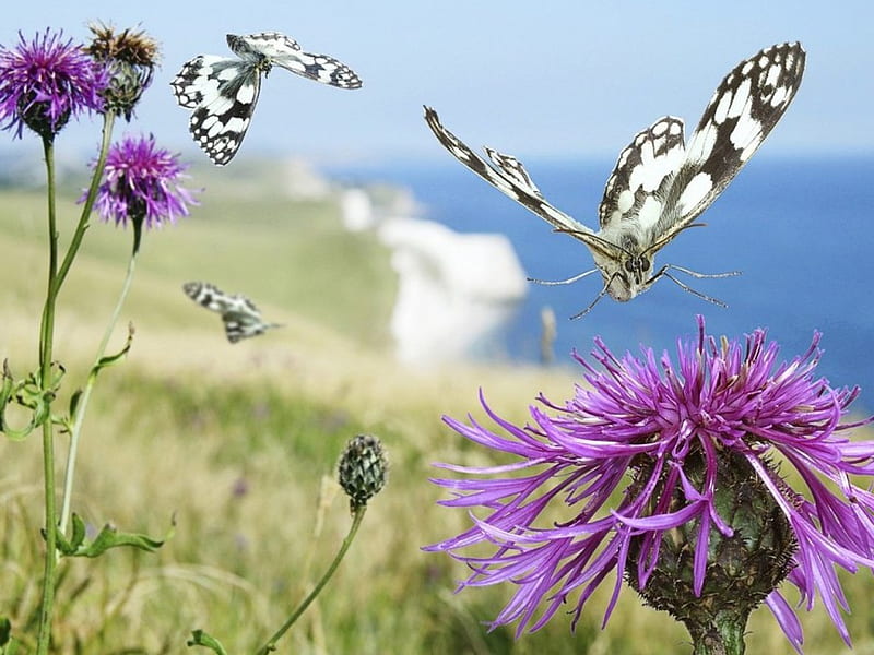 JUST FLUTTERING BY, wings, grass, ocean, flight, butterflies, thistle, sea, cliffs, purple, flowers, fields, scotland, HD wallpaper