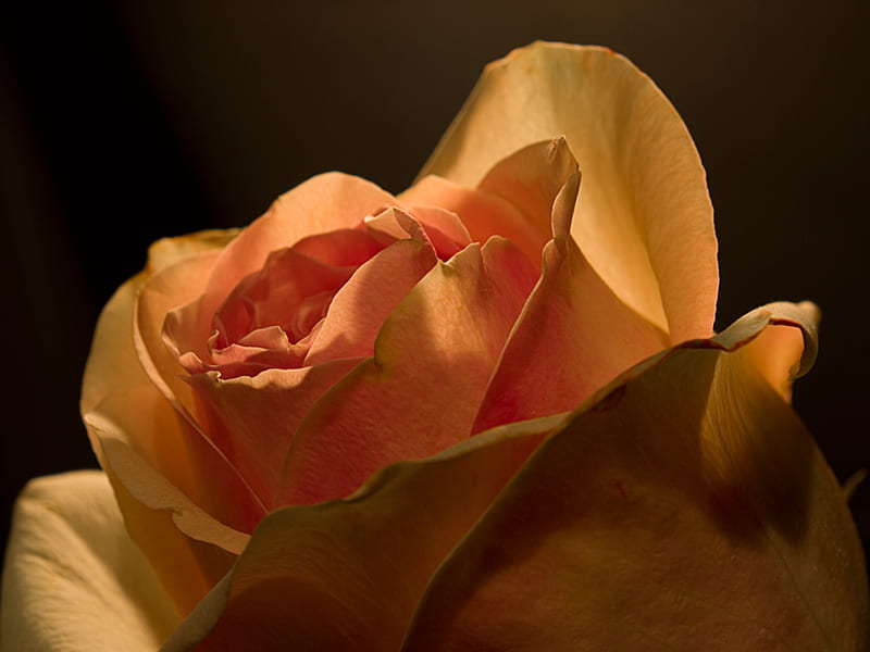 Peach Rose, romantic, rose, love, one, single, peach, petals, HD wallpaper