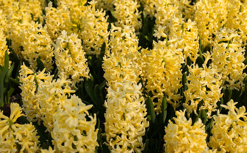 Yellow Hyacinths Flowers, Spring Ultra, Nature, Flowers, Yellow, Spring, Netherlands, Holland, Keukenhof, Europe, Hyacinths, Leica, dutch, summilux, HD wallpaper