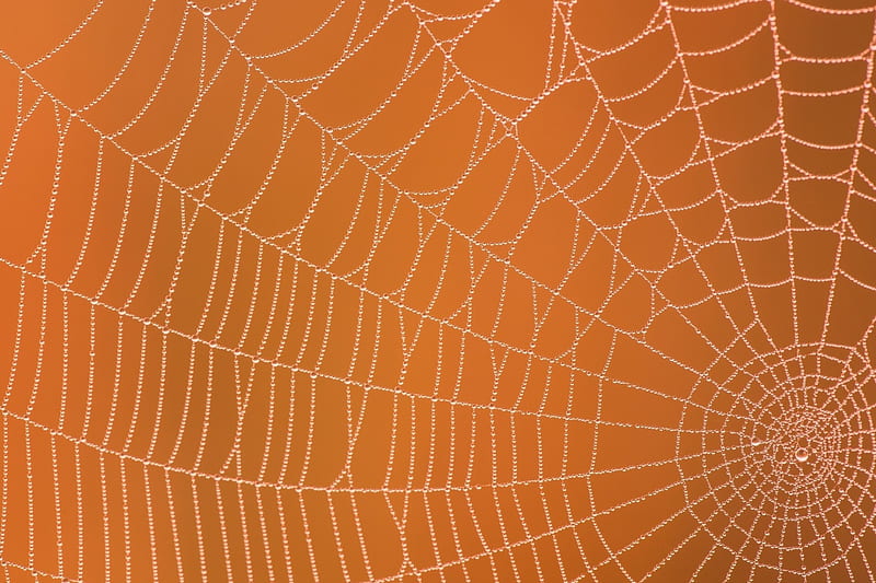 Web Autumn Orange Halloween Texture Dew Spider Hd Wallpaper Peakpx