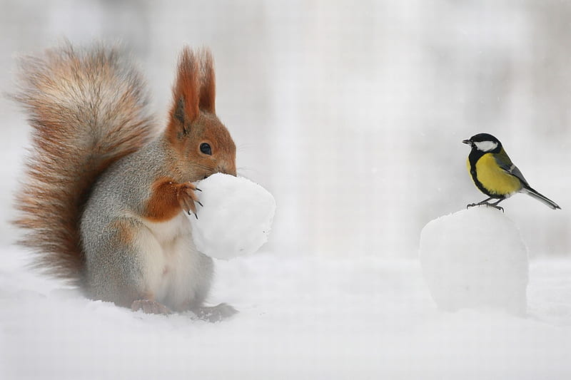 :), snow, bird, pasari, pitigoi, blue tit, white, winter, squirrel, veverita, iarna, HD wallpaper