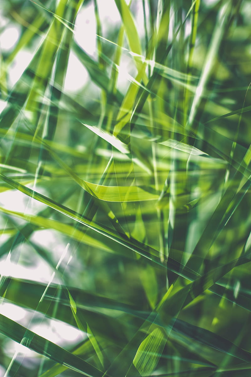 grass, green, macro, blur, HD phone wallpaper
