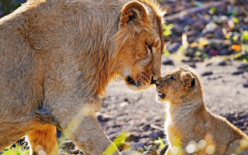Lion and Cub Rubbing Noses, family, cubs, big cats, animals, lions, HD wallpaper