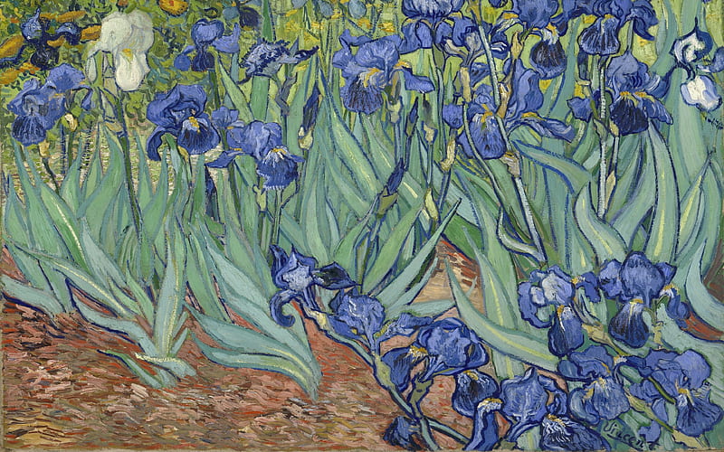 1889, dutch post-impressionist artist, canvas, irises, oil, HD wallpaper