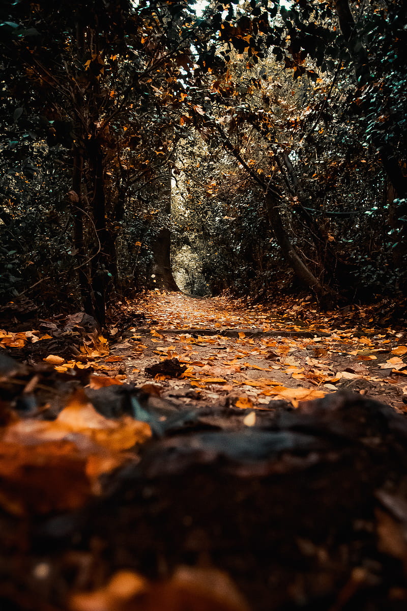 path, foliage, trees, autumn, nature, HD phone wallpaper