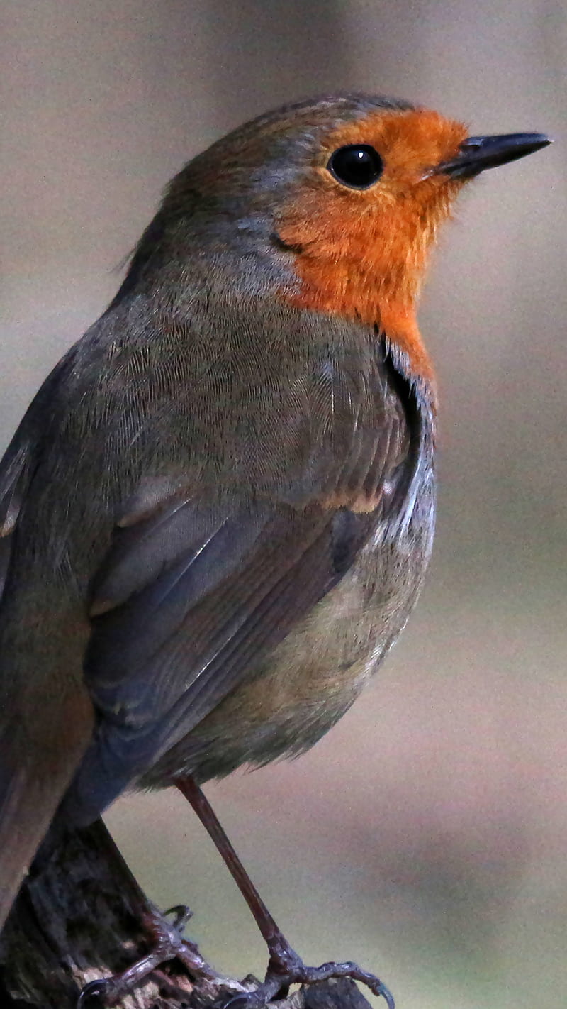 European Robin, bird, oiseau, passerine, robin, rouge-gorge, HD phone wallpaper