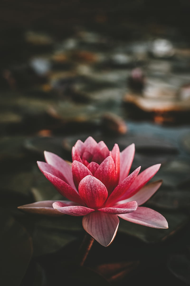 pink and white lotus flower, HD phone wallpaper