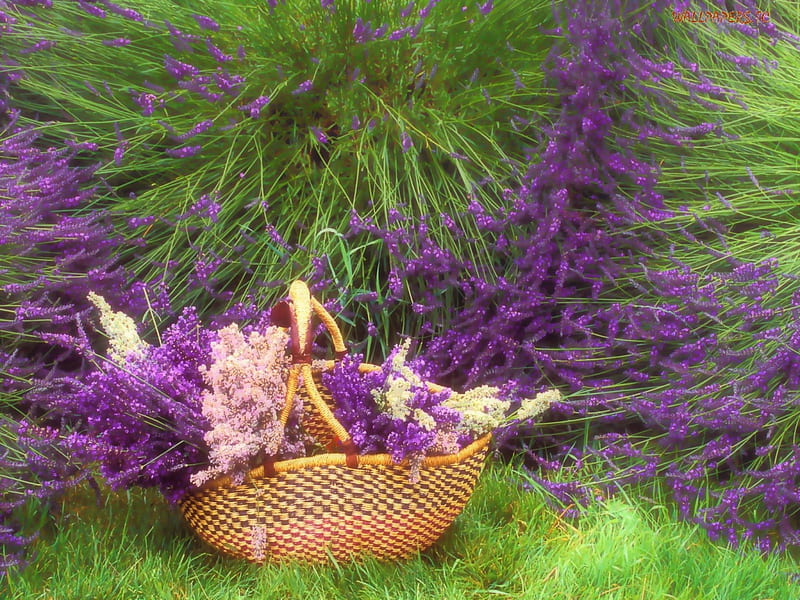 Lavendar in a Basket, lavendar, purple, green, basket, flowers, pink, HD wallpaper