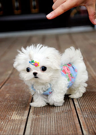 cute fluffy teacup puppies