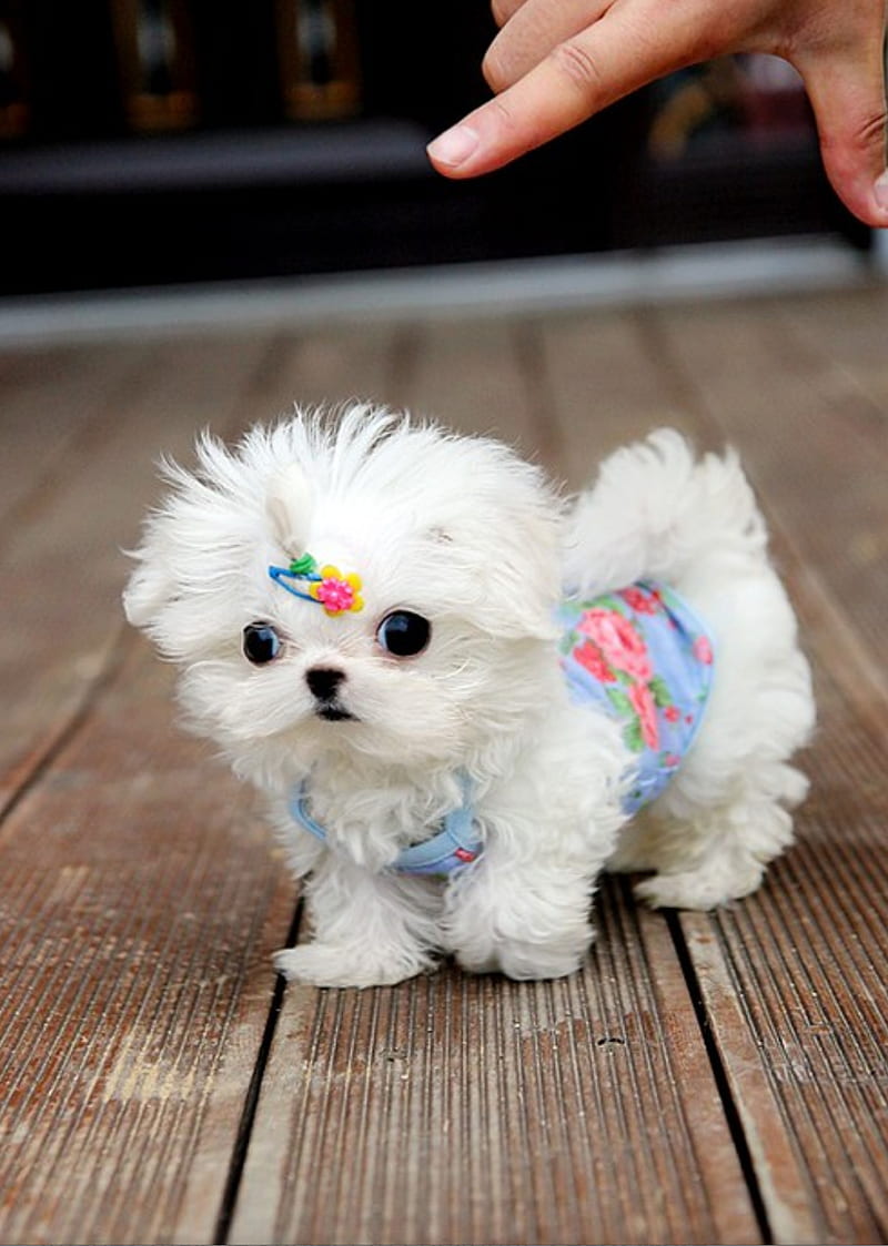 Tiny Puppies  Cute Little Puppy HD phone wallpaper  Pxfuel