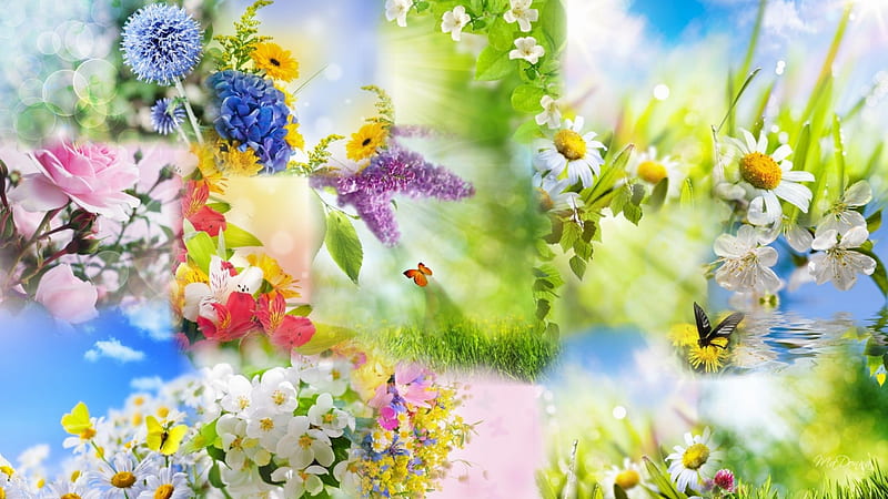Spring Collage, daisies, colorful, fragrant, bright, flowers, spring, collage, abstract, HD wallpaper