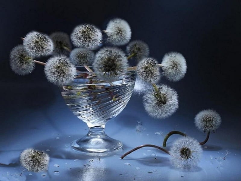 WATER BOWL OF PUFFS, dandelions, still life, glass, seeds, close up, macro, flowers, weeds, bowl, HD wallpaper